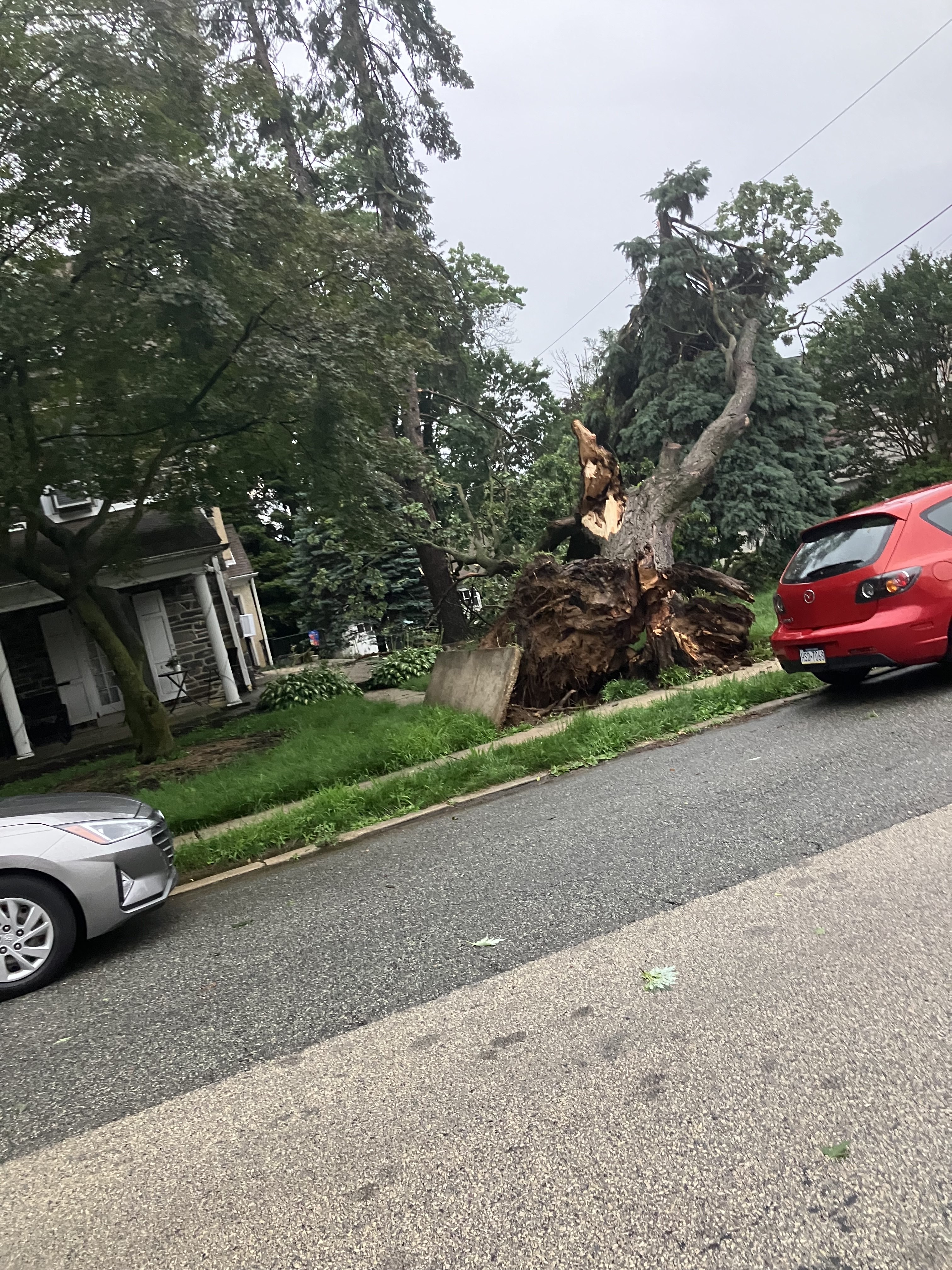 Davis Tree
